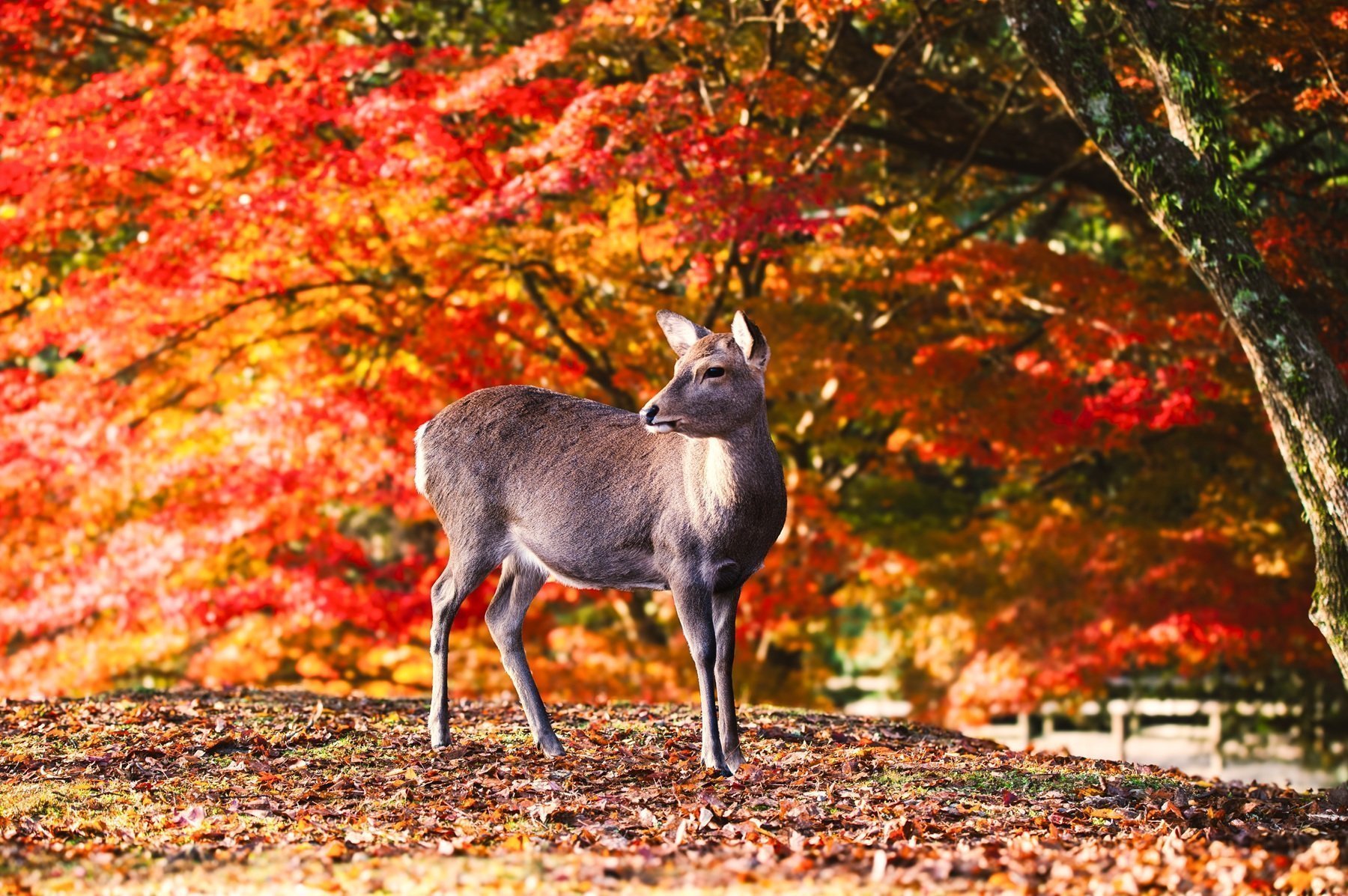 Best Of Japan Tour Package