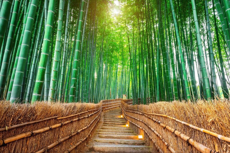 Things To Do In Kyoto Arashiyama