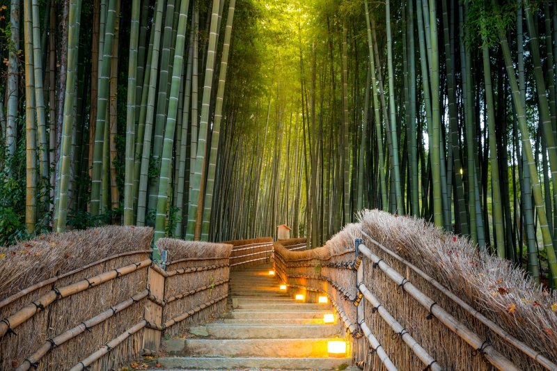 Kyoto Arashyama Bamboo Forest - Best Of Kyoto Day Tour From Osaka