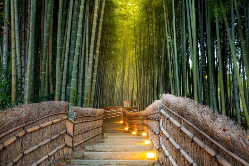 Kyoto Arashyama Bamboo Forest - Best Of Kyoto Day Tour From Osaka