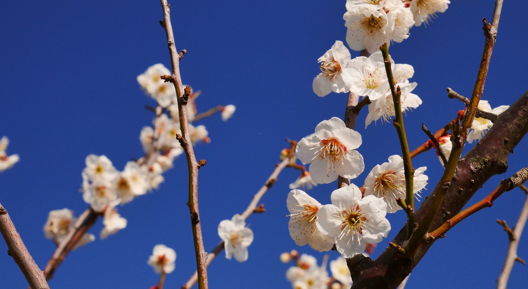 Three Branches Of Pale Pink Cherry Blossom Close Ups In Bloom During Sakura Season Against A Bright Blue Sky