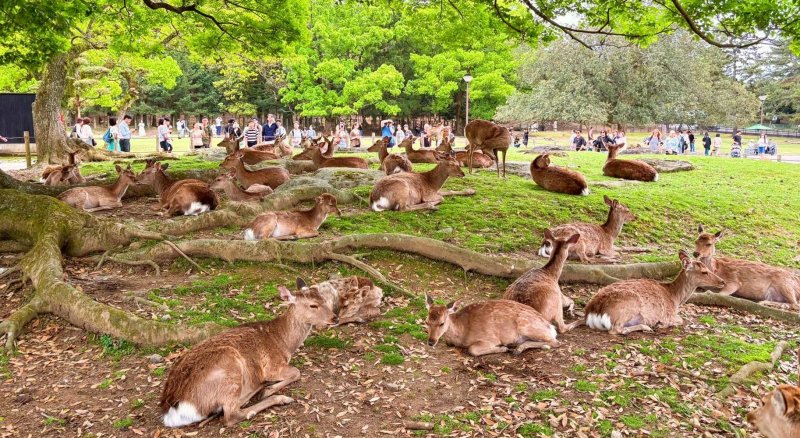 Group Of Deer Relaxing In Nara Japan