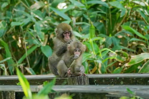 Baby Monkey Kamikochi Nagano Japan