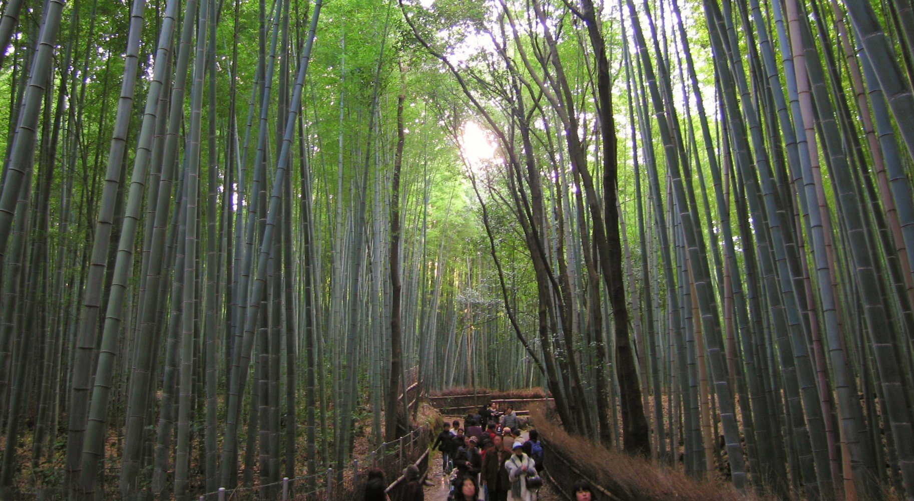 People Wandering Through Kyoto's Arashiyama Bamboo Village In Japan. Green Bamboo Trees Overhead.
