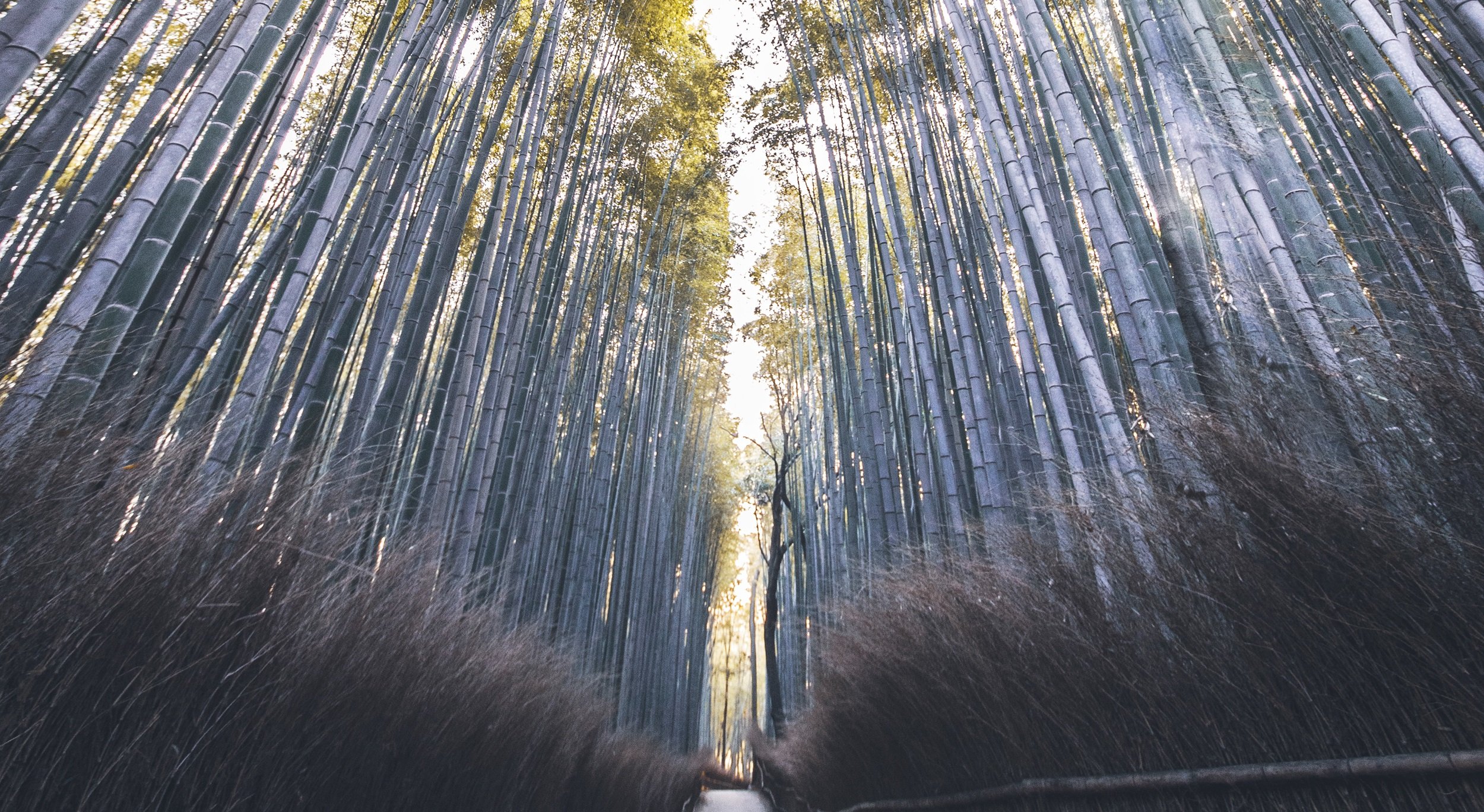 Bamboo Forest Kyoto