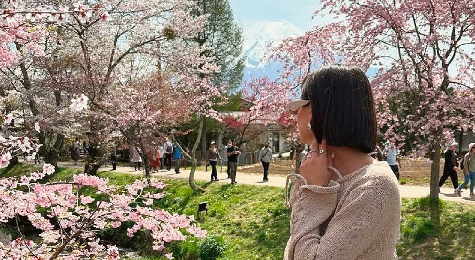 Woman Among Cherry Blossoms In Garden With Mount Fuji In The Background
