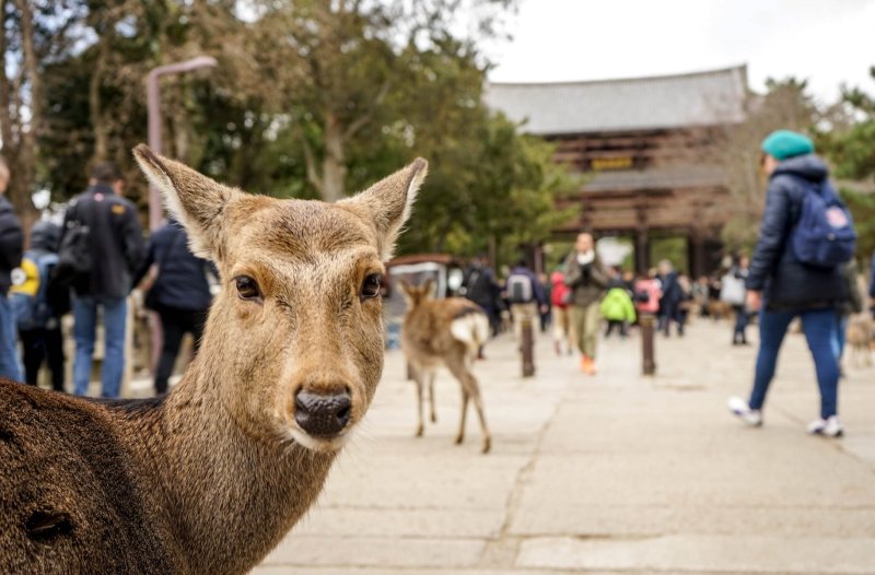 Friendly Deer In Nara Japan Looking Directly At The Camera On The Left Side Of The Frame, Crowd Of People And Deer In The Background