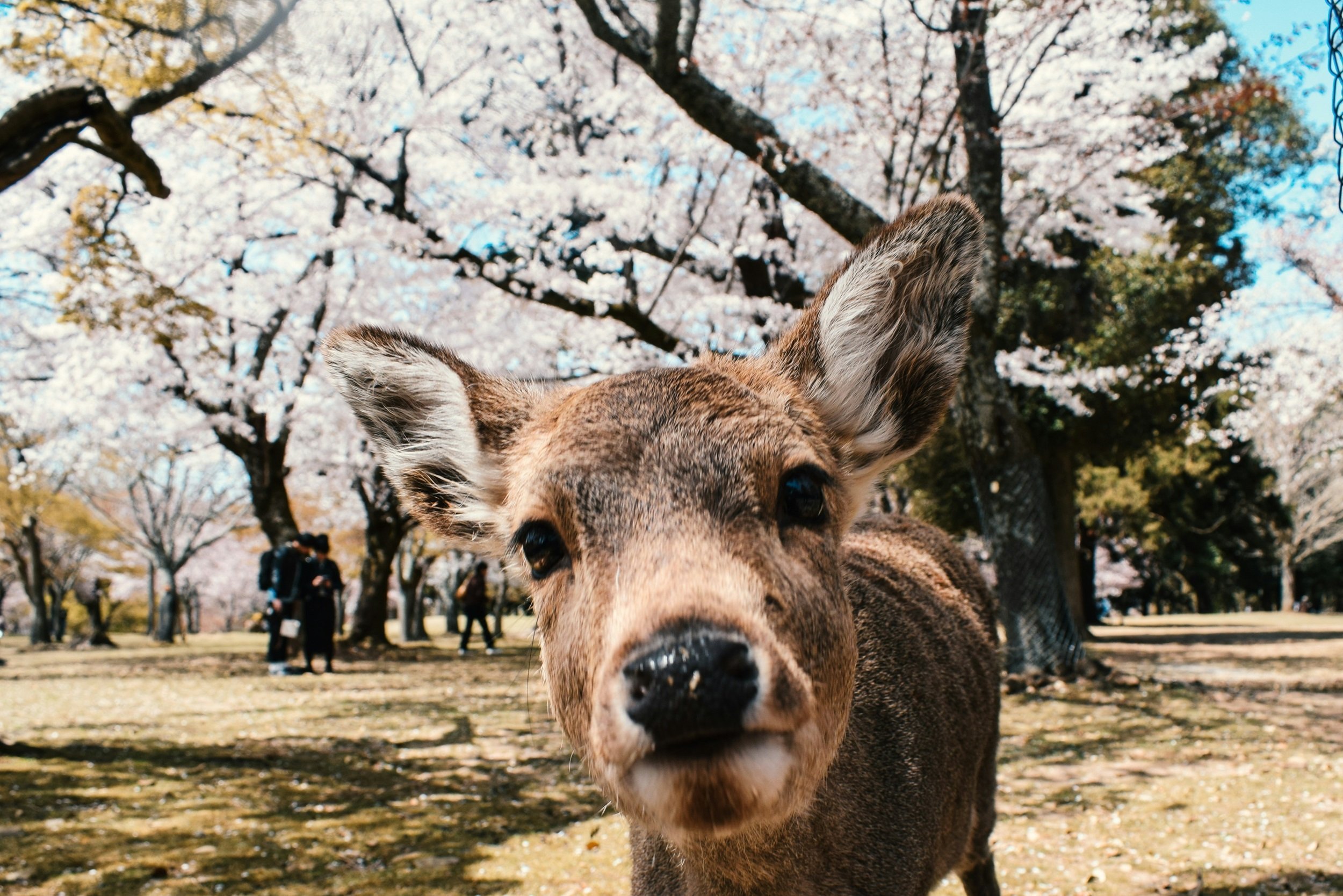 Nara Sika Deer