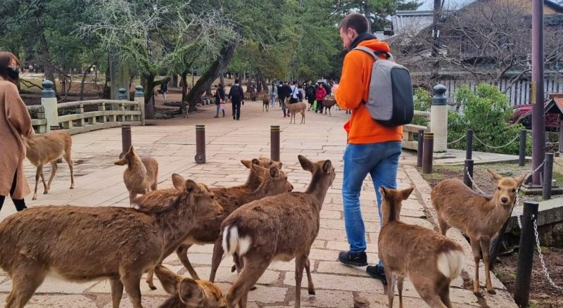 Feeding Nara Deer By Male Tourist