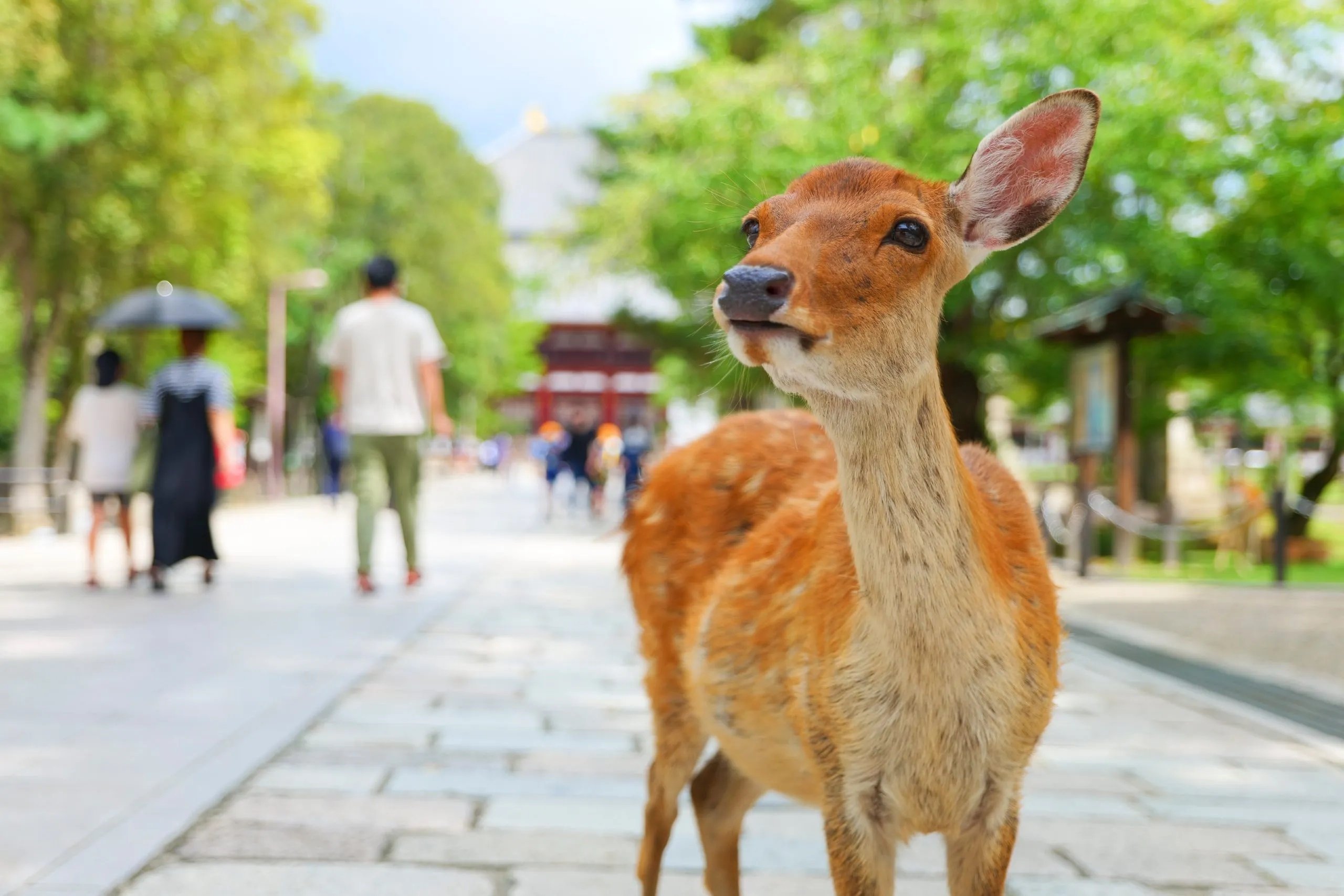 Deer In Nara Park