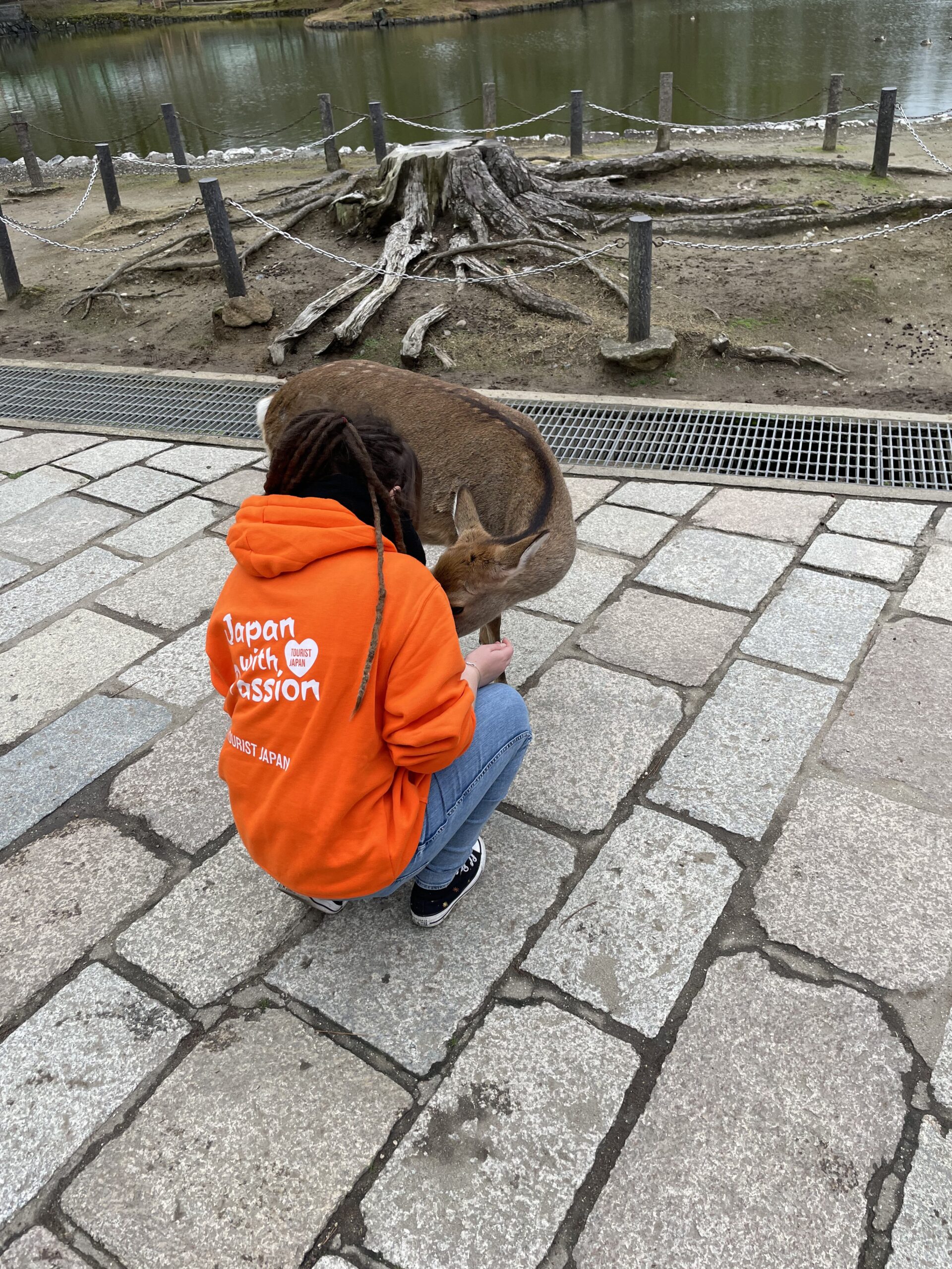 Tourist Japan Tourist Meeting Nara Park Deer - Kyoto & Nara Day Tour From Kyoto