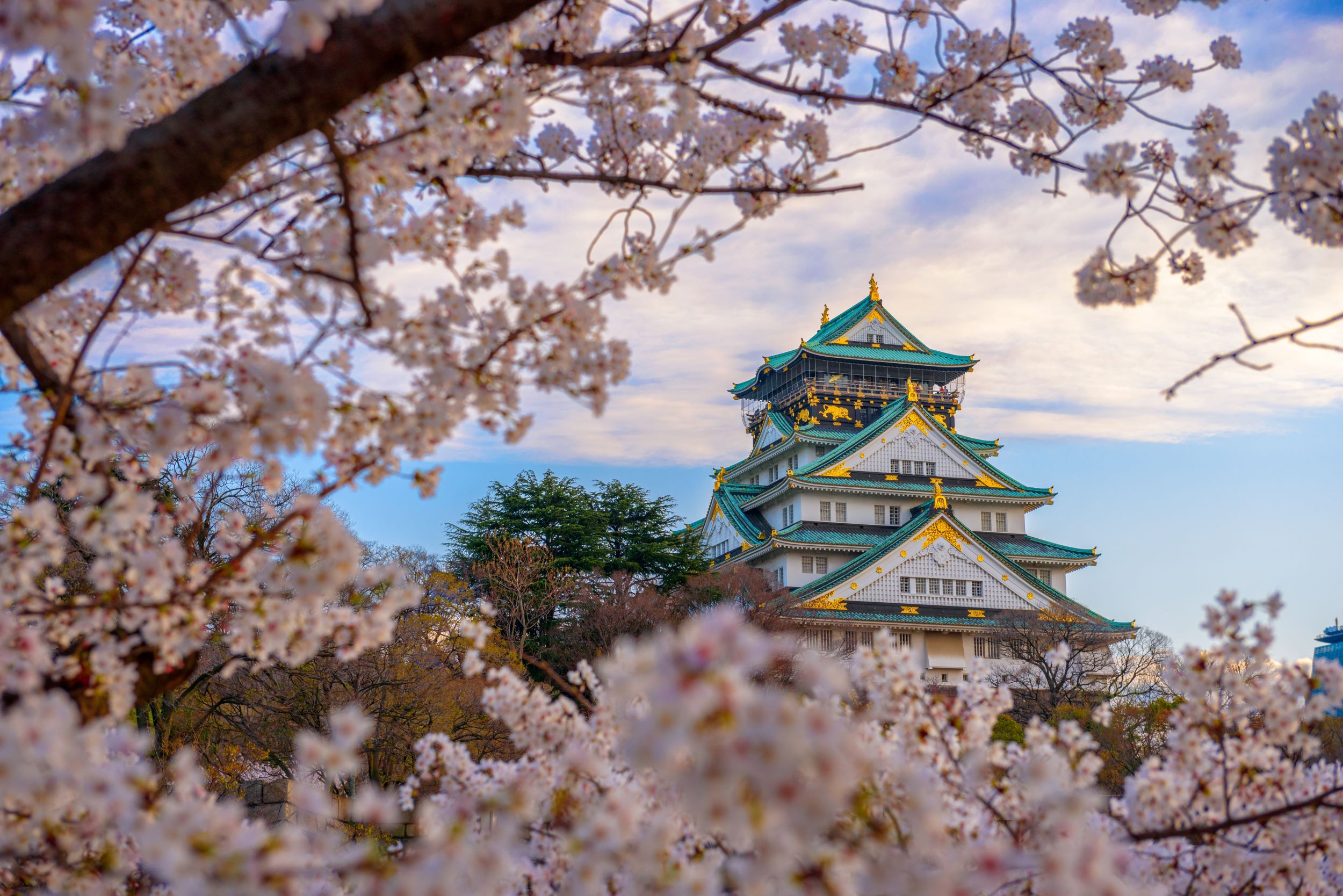 Osaka Castle In Japan, With Blooming Sakura Cherry Blossoms
