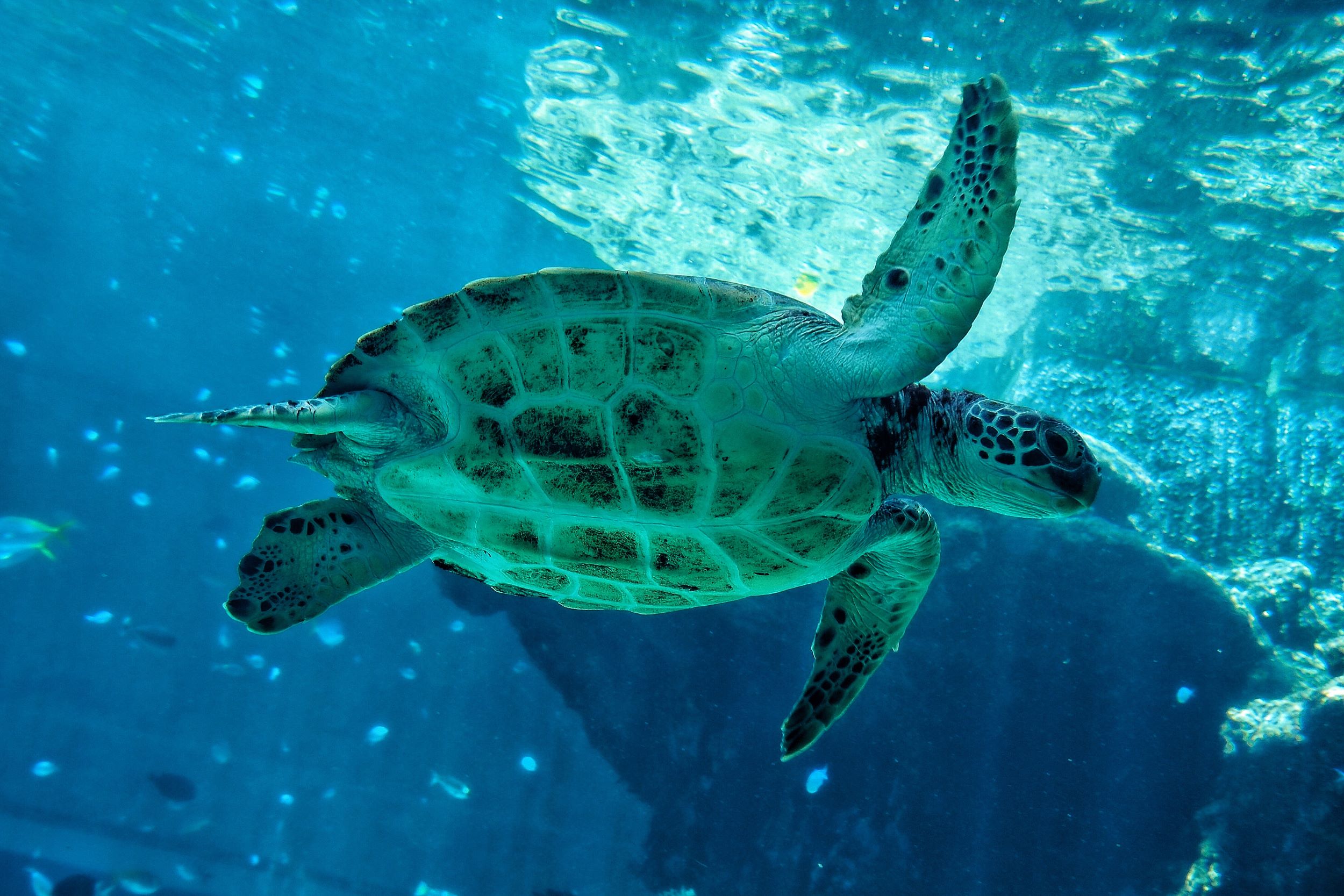 Private Okinawa Nature & History Tour - Turtle Swimming At Okinawa Churaumi Aquarium