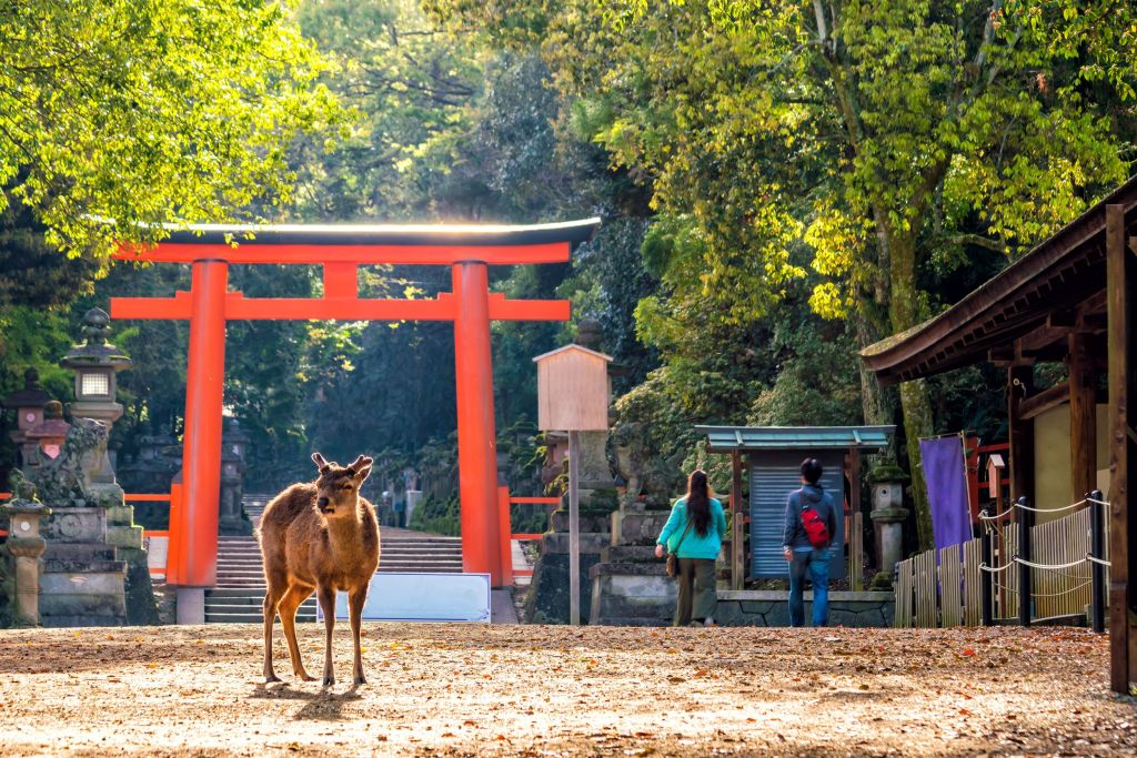Private Nara Tour from Kyoto - Deer in area of Nara, Japan