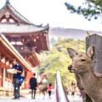 Deer In Nara Japan Deep Focus Picture