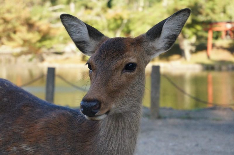 the city of Nara
